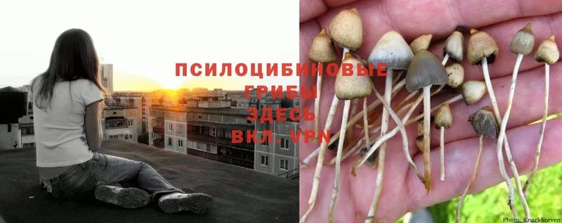 Галлюциногенные грибы Psilocybe  купить закладку  Камень-на-Оби 